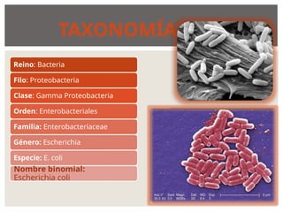 enterobacteriaceae.pptx microbiologia medica | PPTX
