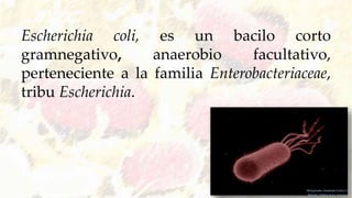 Escherichia coli, es un bacilo corto
gramnegativo, anaerobio facultativo,
perteneciente a la familia Enterobacteriaceae,
tribu Escherichia.
Melquiadez Andrade Carlos S.
Méndez Tobón Jesús Antonio
 