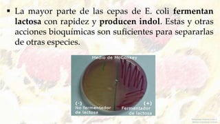  La mayor parte de las cepas de E. coli fermentan
lactosa con rapidez y producen indol. Estas y otras
acciones bioquímicas son suficientes para separarlas
de otras especies.
Melquiadez Andrade Carlos S.
Méndez Tobón Jesús Antonio
 