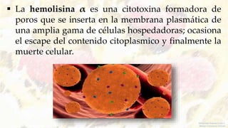  La hemolisina α es una citotoxina formadora de
poros que se inserta en la membrana plasmática de
una amplia gama de células hospedadoras; ocasiona
el escape del contenido citoplasmico y finalmente la
muerte celular.
Melquiadez Andrade Carlos S.
Méndez Tobón Jesús Antonio
 