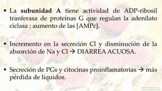  La subunidad A tiene actividad de ADP-ribosil
tranferasa de proteínas G que regulan la adenilato
ciclasa ; aumento de las [AMPc].
 Incremento en la secreción Cl y disminución de la
absorción de Na y Cl  DIARREA ACUOSA.
 Secreción de PGs y citocinas proinflamatorias  más
pérdida de líquidos.
Melquiadez Andrade Carlos S.
Méndez Tobón Jesús Antonio
 