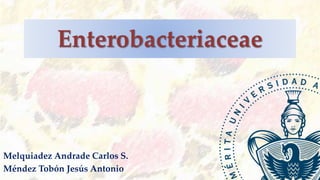 Enterobacteriaceae
Melquiadez Andrade Carlos S.
Méndez Tobón Jesús Antonio
 