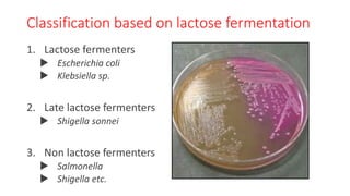 Enterobacteriaceae i | PDF