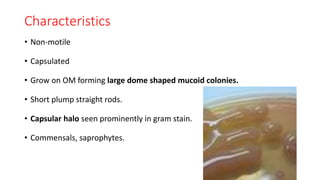Enterobacteriaceae i | PDF