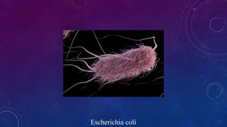 Escherichia coli
 