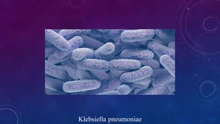 Klebsiella pneumoniae
 