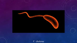 V. cholerae
 