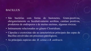 BACILLUS
• São bactérias com forma de bastonetes, Gram-positivas,
obrigatoriamente ou facultativamente aeróbias, catalase positivas,
produtoras de endósporos e de muitas enzimas, algumas tóxicas;
• Intimamente relacionados ao gênero Clostridium;
• Cápsulas e exotoxinas são as características principais das cepas de
Bacillus envolvidas em processos patológicos;
• As principais espécies são: B. cereus e B. anthracis.
 