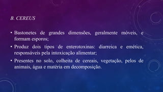 B. CEREUS
• Bastonetes de grandes dimensões, geralmente móveis, e
formam esporos;
• Produz dois tipos de enterotoxinas: diarreica e emética,
responsáveis pela intoxicação alimentar;
• Presentes no solo, colheita de cereais, vegetação, pelos de
animais, água e matéria em decomposição.
 