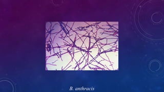 B. anthracis
 