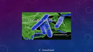C. botulinum
 
