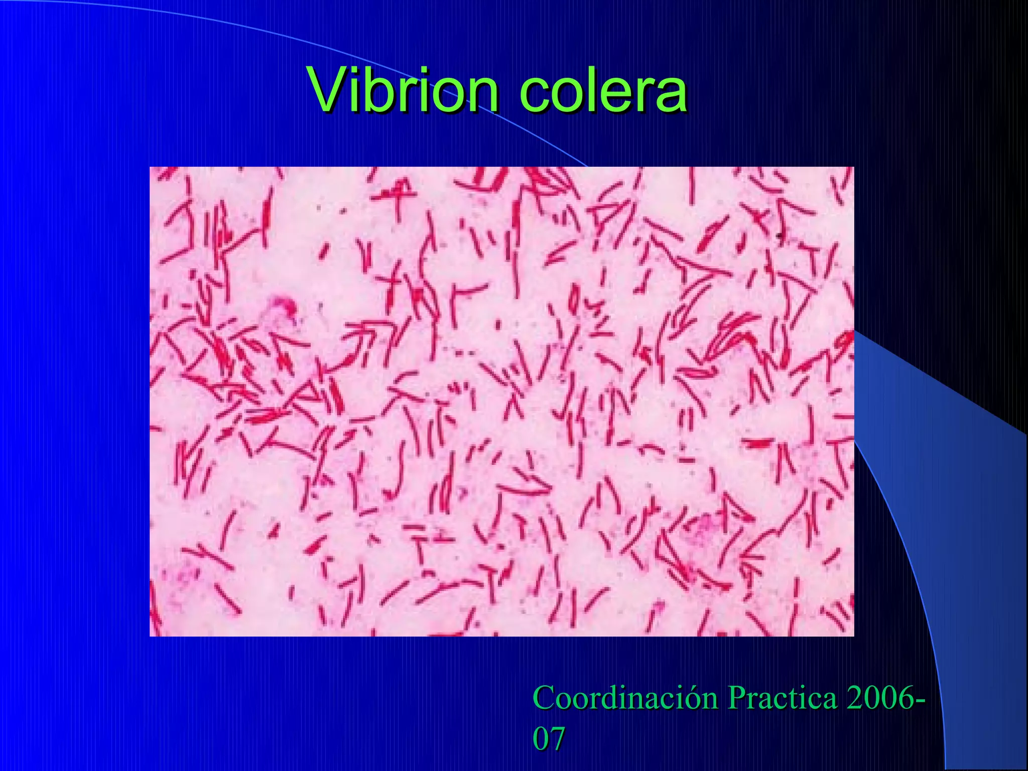 Vibrion colera




        Coordinación Practica 2006-
        07
 