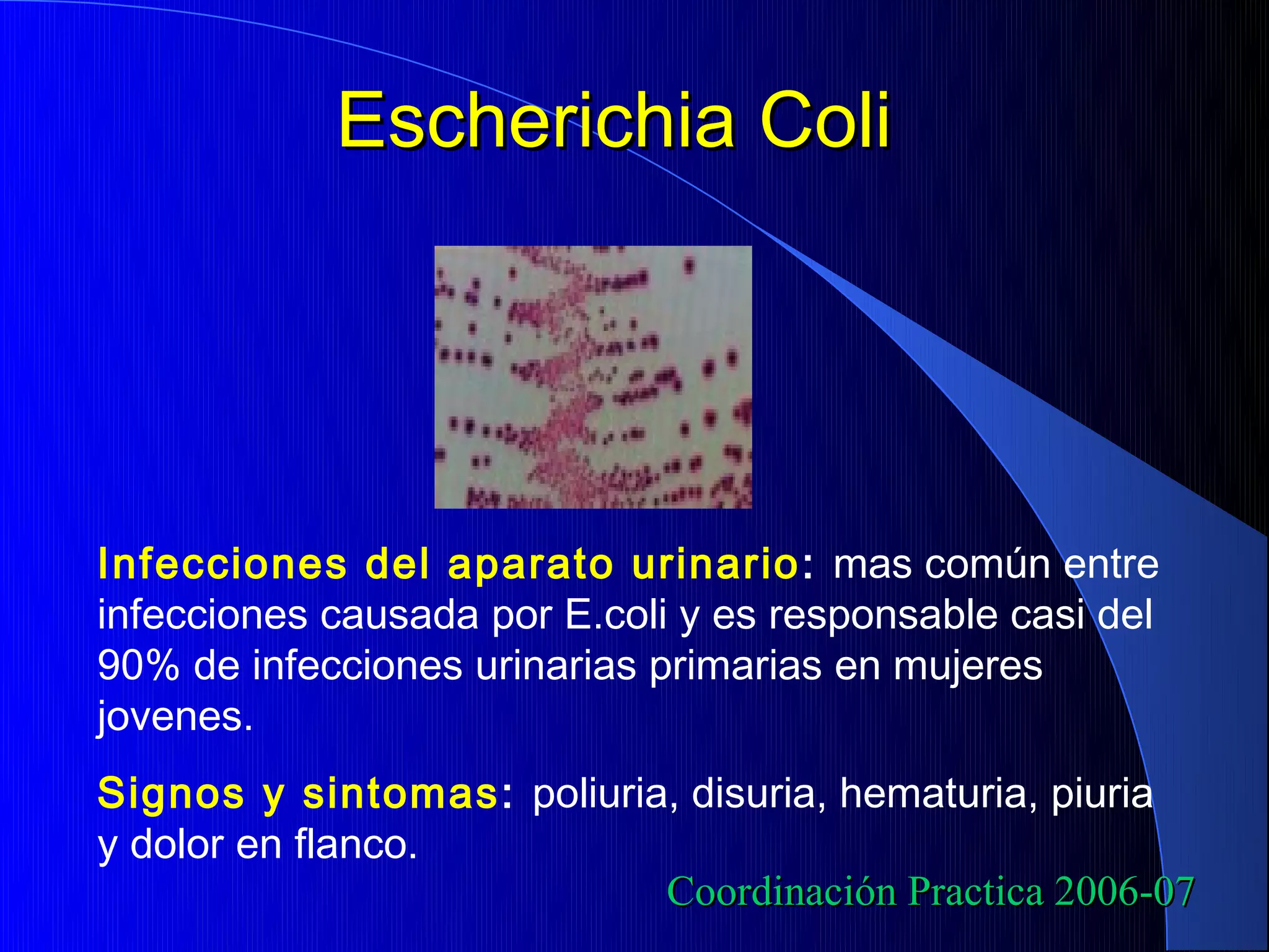 Escherichia Coli




Infecciones del aparato urinario : mas común entre
infecciones causada por E.coli y es responsable casi del
90% de infecciones urinarias primarias en mujeres
jovenes.
Signos y sintomas: poliuria, disuria, hematuria, piuria
y dolor en flanco.
                           Coordinación Practica 2006-07
 