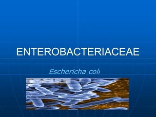 ENTEROBACTERIACEAE 
    Eschericha coli 
    Eschericha coli 
 