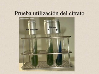 Prueba utilización del citrato
