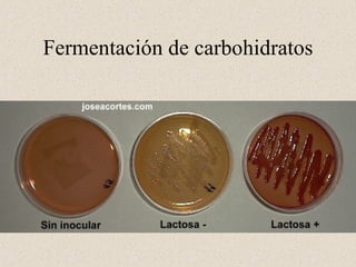 Fermentación de carbohidratos