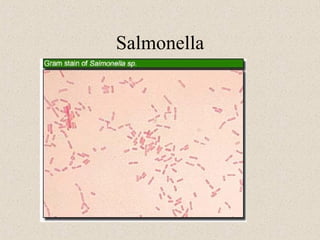 Salmonella