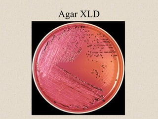 Agar XLD