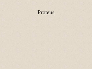 Proteus