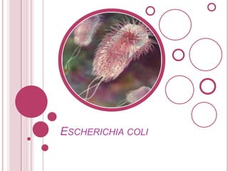 ESCHERICHIA COLI

 