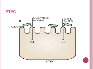 ETEC

 