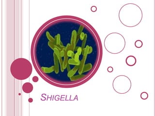 SHIGELLA

 