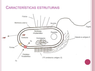 CARACTERÍSTICAS ESTRUTURAIS

 
