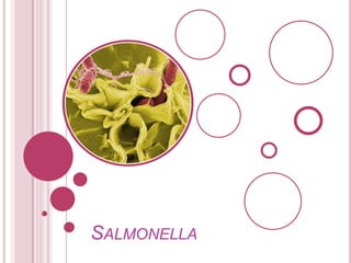 SALMONELLA

 