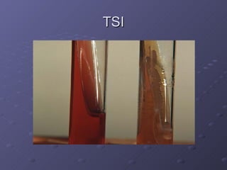 TSI 