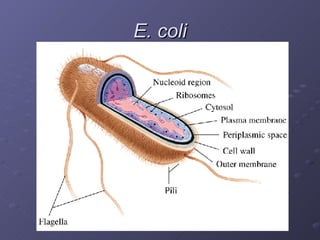 E. coli 