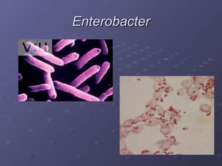 Enterobacter 