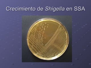 Crecimiento de  Shigella  en SSA 