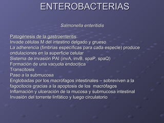 ENTEROBACTERIAS Salmonella enteritidis Patogénesis de la gastroenteritis : Invade células M del intestino delgado y grueso  La adherencia (fimbrias específicas para cada especie) produce  ondulaciones en la superficie celular Sistema de invasión PAI (invA, invB, spaP, spaQ) Formación de una vacuola endocitica Transcitosis Paso a la submucosa Englobadas por los macrófagos intestinales – sobreviven a la  fagocitocis gracias a la apoptosis de los  macrófagos Inflamación y ulceración de la mucosa y submucosa intestinal Invasión del torrente linfático y luego circulatorio 