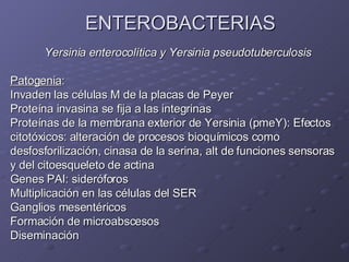 ENTEROBACTERIAS Yersinia enterocolítica y Yersinia pseudotuberculosis Patogenia : Invaden las células M de la placas de Peyer Proteína invasina se fija a las integrinas Proteínas de la membrana exterior de Yersinia (pmeY): Efectos  citotóxicos: alteración de procesos bioquímicos como  desfosforilización, cinasa de la serina, alt de funciones sensoras  y del citoesqueleto de actina Genes PAI: sideróforos Multiplicación en las células del SER Ganglios mesentéricos  Formación de microabscesos Diseminación 