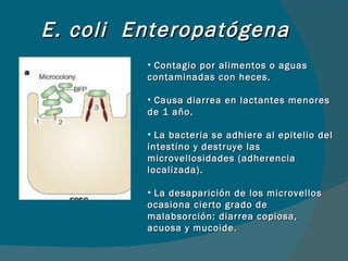 E. coli  Enteropatógena Contagio por alimentos o aguas contaminadas con heces. Causa diarrea en lactantes menores de 1 año. La bacteria se adhiere al epitelio del intestino y destruye las microvellosidades (adherencia localizada). La desaparición de los microvellos ocasiona cierto grado de malabsorción: diarrea copiosa, acuosa y mucoide. 