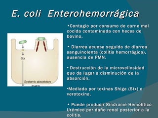 E. coli  Enterohemorrágica Contagio por consumo de carne mal cocida contaminada con heces de bovino. Diarrea acuosa seguida de diarrea sanguinolenta (colitis hemorrágica), ausencia de PMN. Destrucción de la microvellosidad que da lugar a disminución de la absorción. Mediada por toxinas Shiga (Stx) o verotoxina. Puede producir Síndrome Hemolítico Urémico por daño renal posterior a la colitis. E. coli O157 – H7 