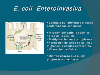 E. coli  Enteroinvasiva Contagio por alimentos o aguas contaminadas con heces. Invasión del epitelio colónico Lisis de la vacuola Multiplicación en el citoplasma Formación de colas de actina y migración a células adyacentes. Ulceración colónica. Diarrea acuosa que puede progresar a disentería. 