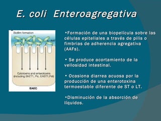 E. coli  Enteroagregativa Formación de una biopelícula sobre las células epiteliales a través de pilis o fimbrias de adherencia agregativa (AAFs). Se produce acortamiento de la vellosidad intestinal. Ocasiona diarrea acuosa por la producción de una enterotoxina termoestable diferente de ST o LT. Disminución de la absorción de líquidos. 
