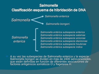 A su vez las subespecies de Salmonella enterica y la especie Salmonella bongori se dividen en más de 2400 serovariedades, que están definidas en función de diferentes asociaciones de factores antigénicos somáticos O y flagelares H. Salmonella Salmonella enterica  Salmonella bongori. Salmonella enterica  Salmonella entérica subespecie enterica Salmonella entérica subespecie salamae Salmonella entérica subespecie arizonae Salmonella entérica subespecie diarizonae Salmonella entérica subespecie houtenae Salmonella entérica subespecie indica  