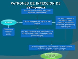 PATRONES DE INFECCION DE  Salmonella Se ingieren salmonellas en agua o alimentos contaminados Los microorganismos llegan al íleo terminal Los microorganismos invaden la pared intestinal y ocasionan ulceración, perforación y hemorragias Los microorganismos se diseminan a los linfáticos intestinales y son fagocitados por macrófagos Los microorganismos se diseminan a huesos, riñones, pulmones, hígado, cerebro y sangre Enterotoxinas: náuseas, vomito y diarrea. Enteritis Fiebre entérica (tifoifea) 