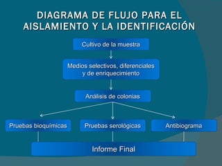 DIAGRAMA DE FLUJO PARA EL AISLAMIENTO Y LA IDENTIFICACIÓN Cultivo de la muestra Medios selectivos, diferenciales y de enriquecimiento Análisis de colonias Pruebas bioquímicas Pruebas serológicas Antibiograma Informe Final 