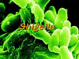 Shigella 