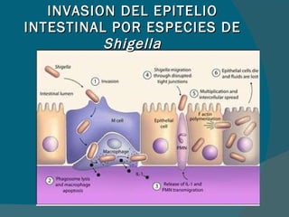 INVASION DEL EPITELIO INTESTINAL POR ESPECIES DE  Shigella 