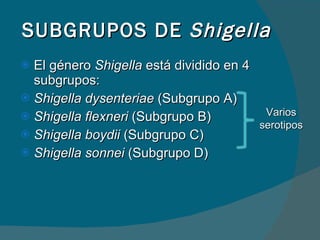 SUBGRUPOS DE  Shigella El género  Shigella  está dividido en 4 subgrupos: Shigella dysenteriae  (Subgrupo A)  Shigella flexneri  (Subgrupo B) Shigella boydii  (Subgrupo C) Shigella sonnei  (Subgrupo D) Varios serotipos 