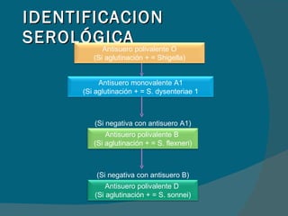 IDENTIFICACION SEROLÓGICA (Si negativa con antisuero A1) (Si negativa con antisuero B) Antisuero monovalente A1 (Si aglutinación + = S. dysenteriae 1 Antisuero polivalente B  (Si aglutinación + = S. flexneri) Antisuero polivalente D  (Si aglutinación + = S. sonnei) Antisuero polivalente O (Si aglutinación + = Shigella) 