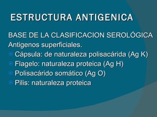 ESTRUCTURA ANTIGENICA BASE DE LA CLASIFICACION SEROLÓGICA Antigenos superficiales. Cápsula: de naturaleza polisacárida (Ag K) Flagelo: naturaleza proteica (Ag H) Polisacárido somático (Ag O) Pilis: naturaleza  proteica 