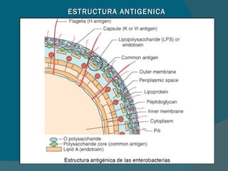 ESTRUCTURA ANTIGENICA 