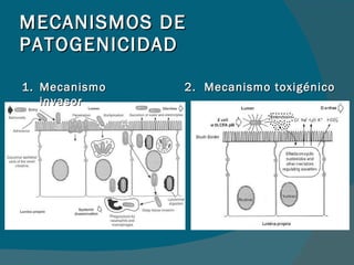 MECANISMOS DE PATOGENICIDAD Mecanismo invasor 2.  Mecanismo toxigénico 