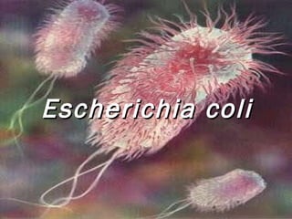 Escherichia coli 