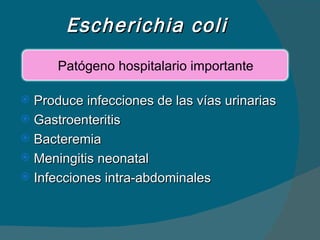 Escherichia coli Produce infecciones de las vías urinarias Gastroenteritis Bacteremia Meningitis neonatal Infecciones intra-abdominales Patógeno hospitalario importante 